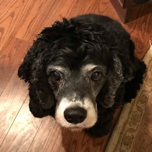 Meet your Posher, Alexandra